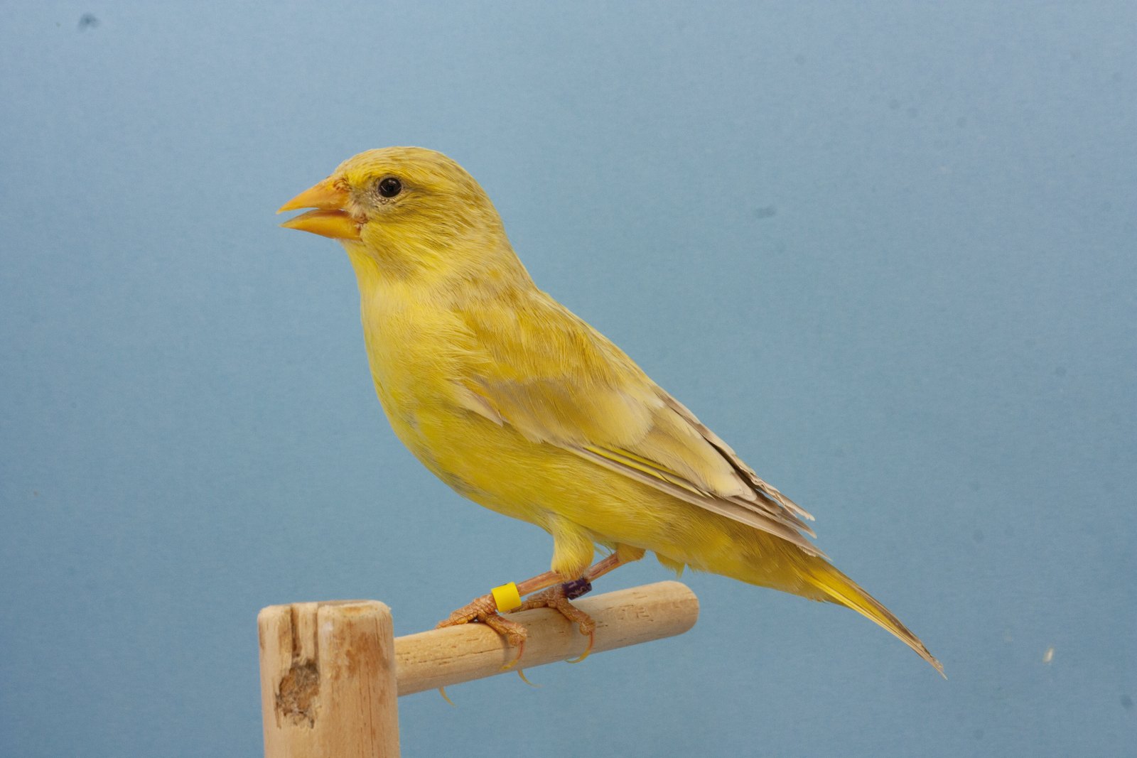 Ágata pastel Pico amarillo, hembra. El lipocromo cierra cloaca, pero tiene menos intensidad que la nueva mutación Amarillo.