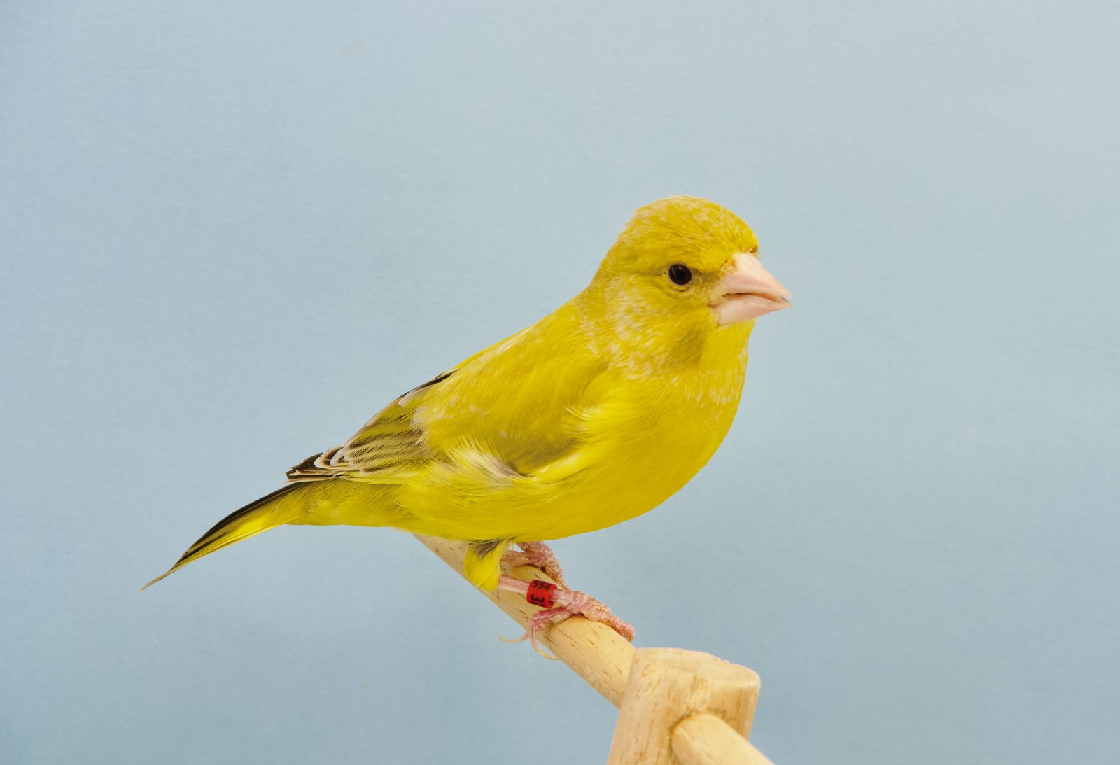 Brillo e intensidad del lipocromo visible en el verderón ágata Amarillo intenso macho.