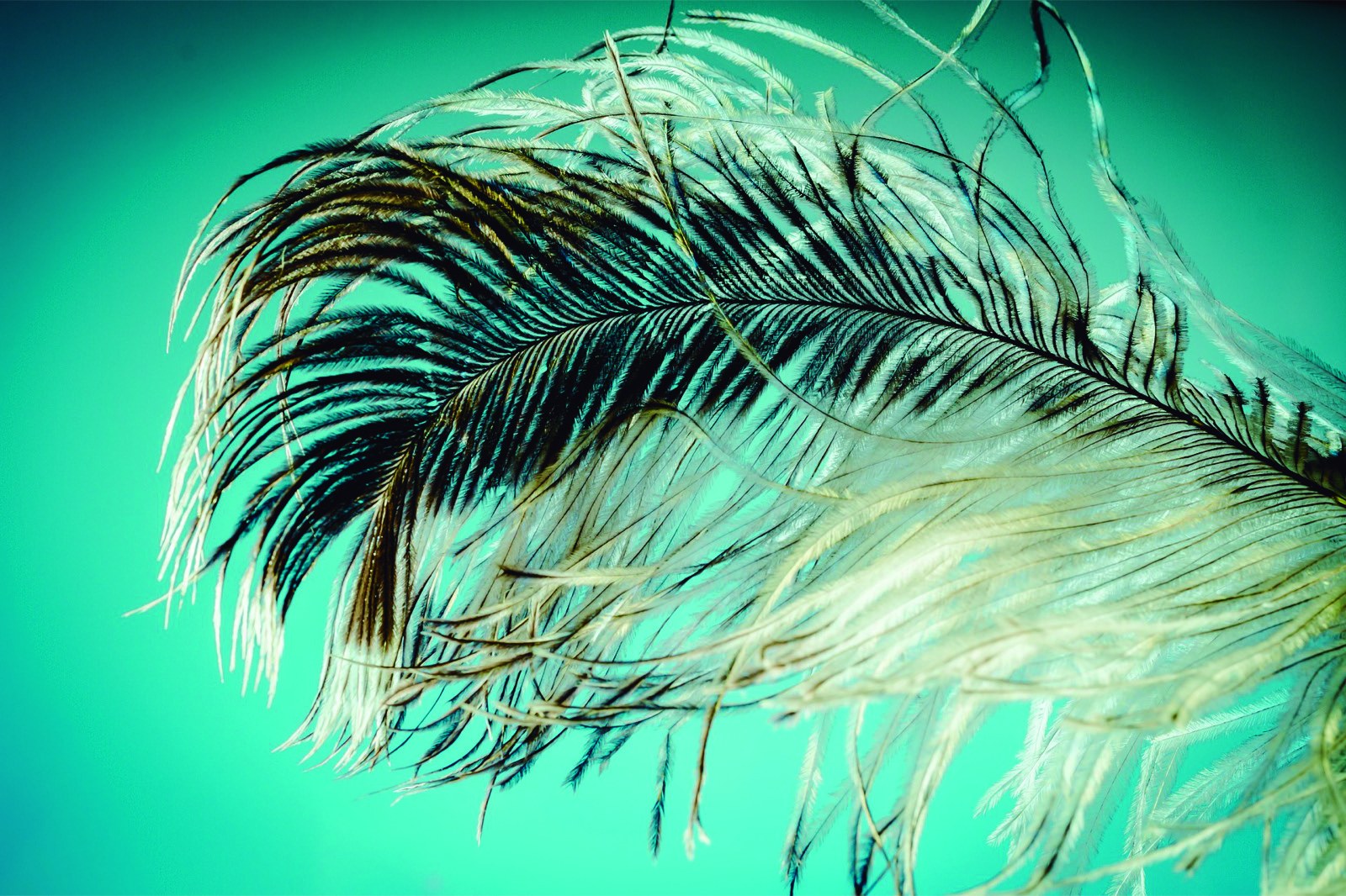 Plumas de ave.
