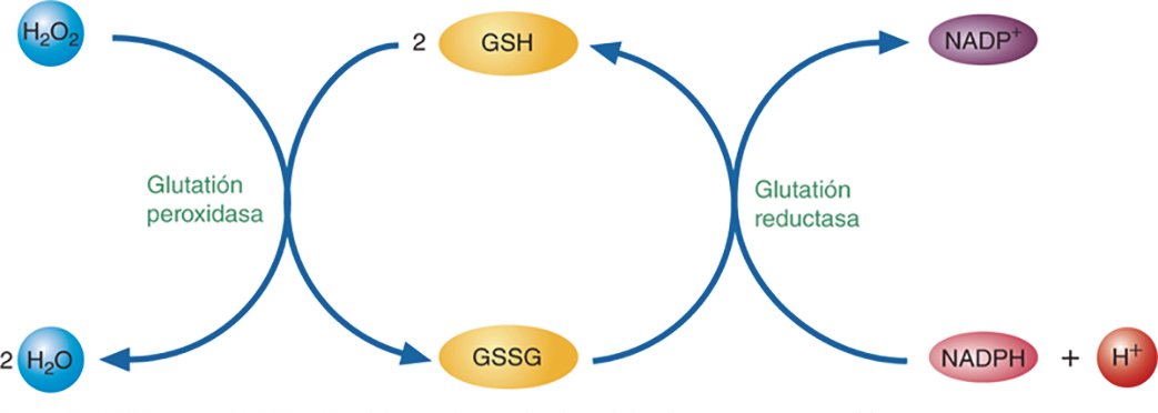 Figura 3: Ciclo redox del glutatión. Tomado de https://accessmedicina.mhmedical.com.