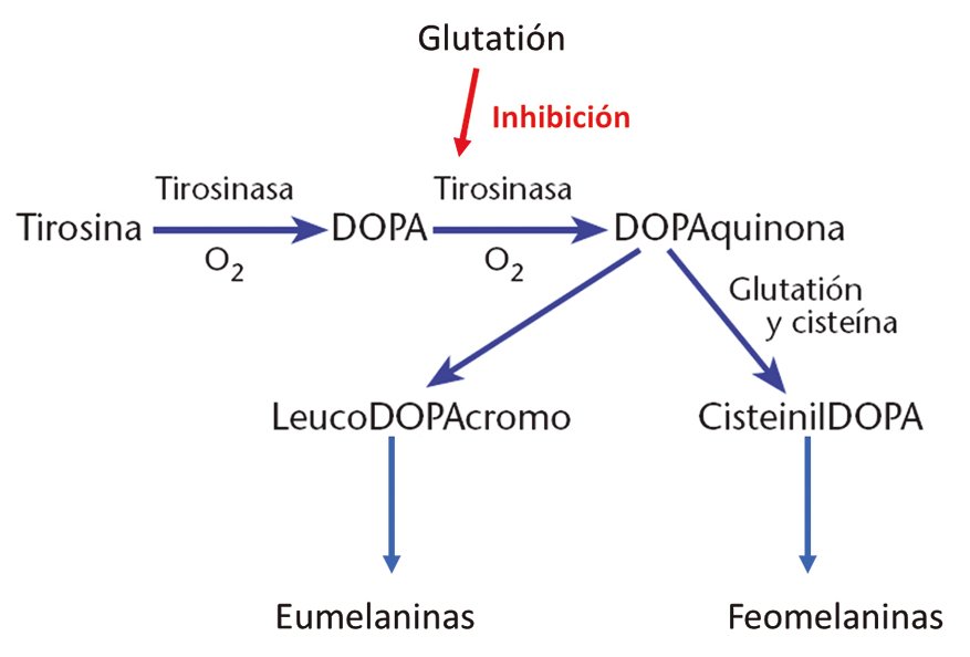Figura 5: Resumen de las primeras reacciones del proceso de melanogénesis en el que se indica el papel inhibidor del glutatión en la reacción catalizada por la tirosinasa. La tirosinasa es una enzima multifuncional que cataliza las primeras etapas de este proceso, ya que transforma el aminoácido L-tirosina en L-dopa y posteriormente el L-Dopa se transforma en Dopaquinona. Es en esta segunda etapa en la que el glutatión ejerce su papel más significativo como inhibidor de la síntesis de eumelaninas. En presencia de glutatión y aminoácido cisteína, la dopa se transforma en Cisteinildopa, precursor en la síntesis de la feomelanina.