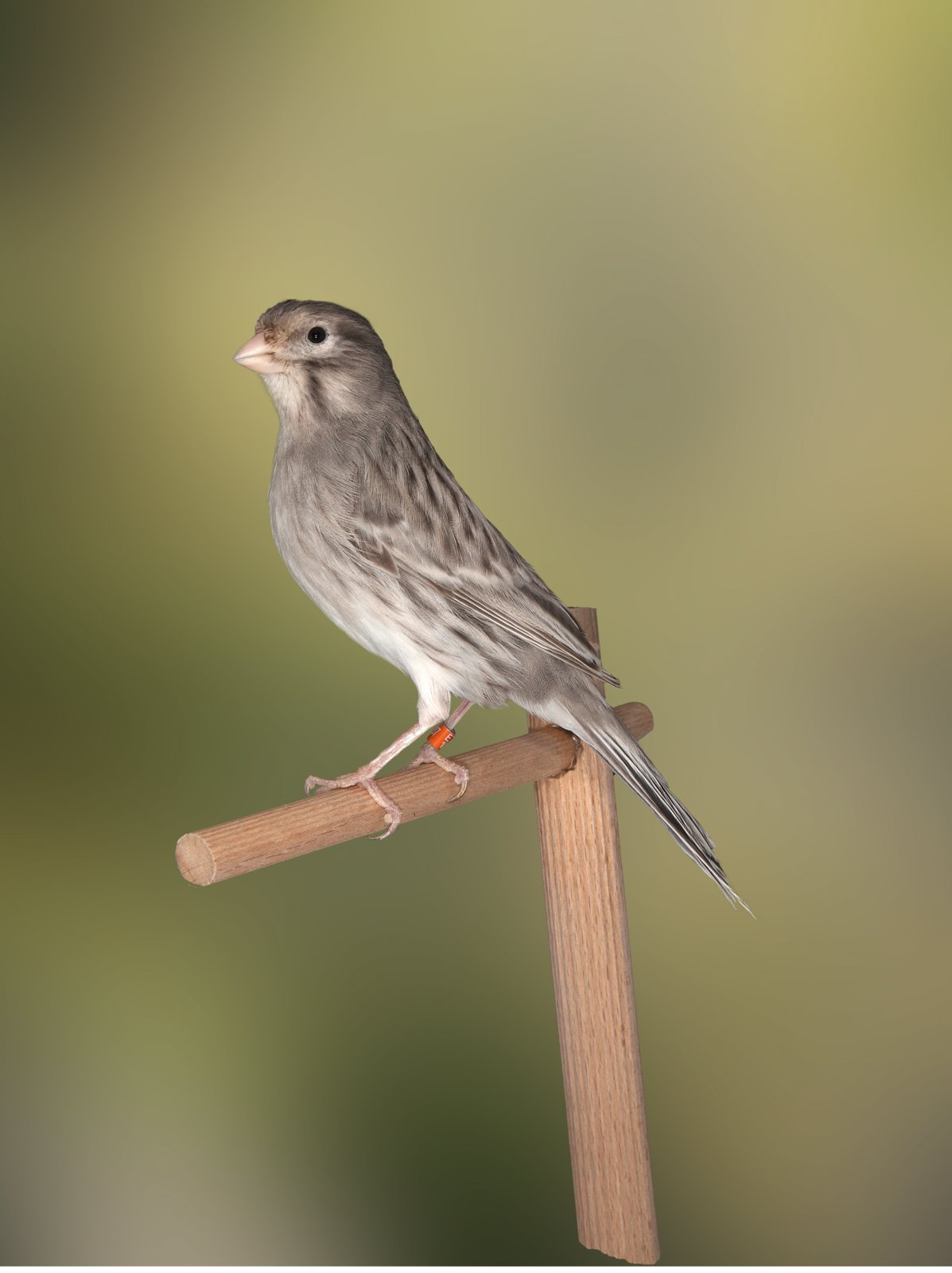 Ágata Ónyx Blanco Aviario: Fco. Javier de la Rosa Rodríguez.