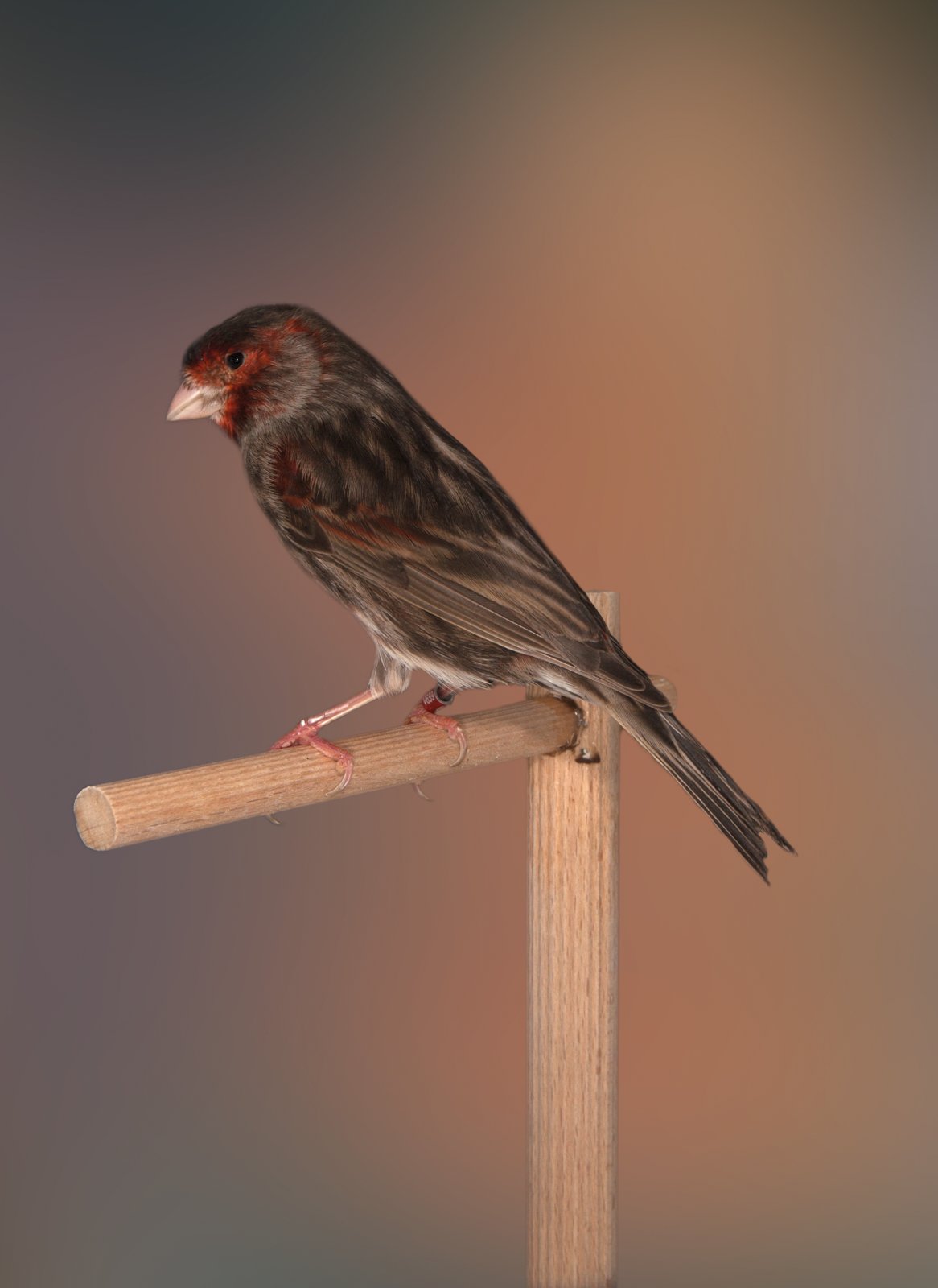 Bruno Mosaico rojo macho Aviario: Santi Attilio