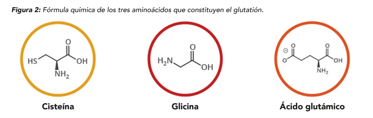 Figura 2: Fórmula química de los tres aminoácidos que constituyen el glutatión. Cisteína, Glicina, Ácido glutámico.