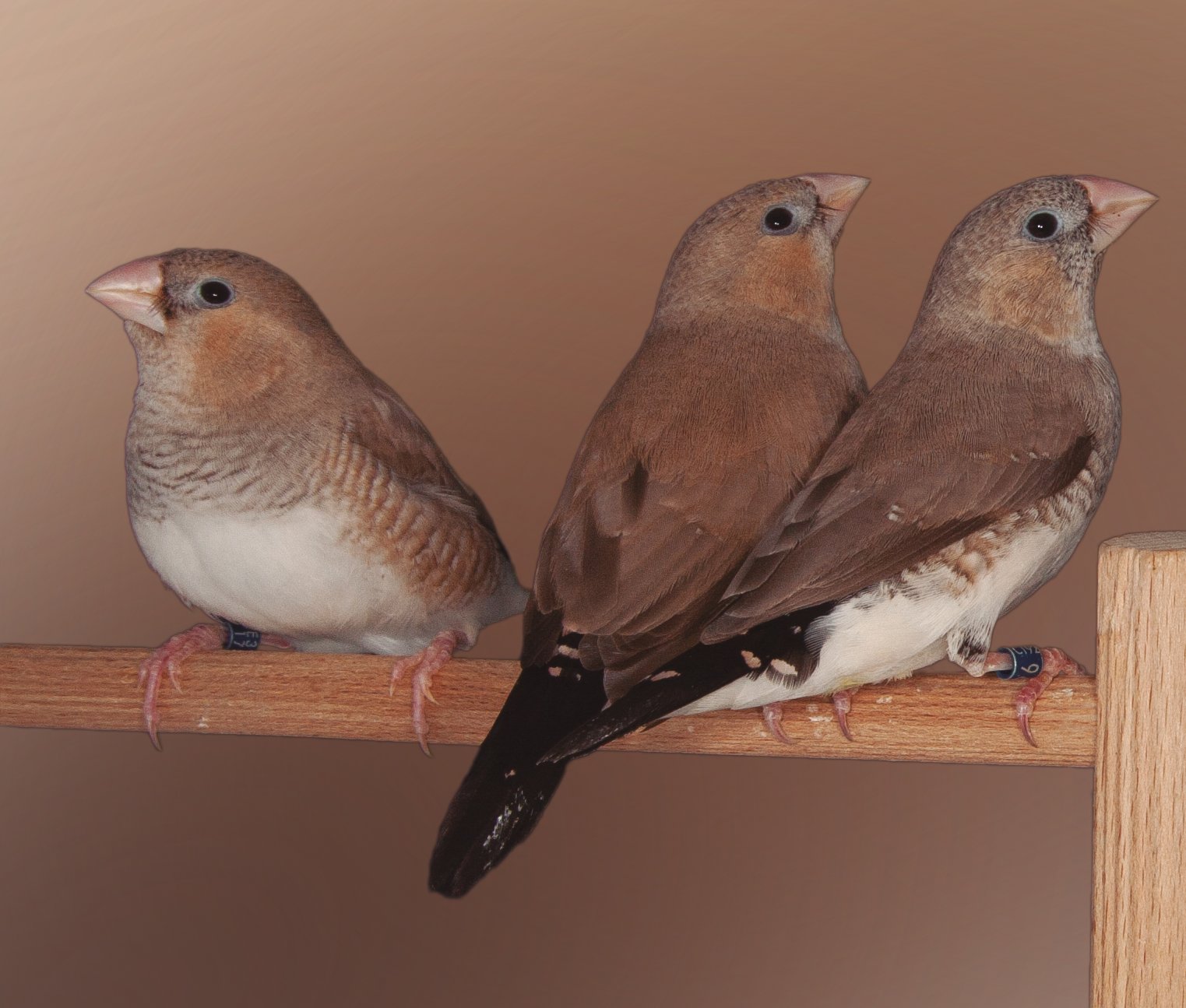 En esta página: Arriba: equipo de híbridos ágata o dorso claro de pico de plata x diamante mandarín campeón de España en el nacional FOCDE 2018. Aunque con gran uniformidad de fenotipo, la tonalidad de color de los dorsos es distinta, unos son más grises y otros más cremas. Perdieron el bonito ajedrezado de la cola después de estar en el concurso por estar una noche en el transportín el día de la retirada. De cualquier modo un equipo muy bien compensado con puntuaciones de 90 y 91 puntos cada ejemplar, manifiestan las características indicadas en los pies de fotos de la página 33. La postura en esta foto ya es más intermedia entre las dos especies.