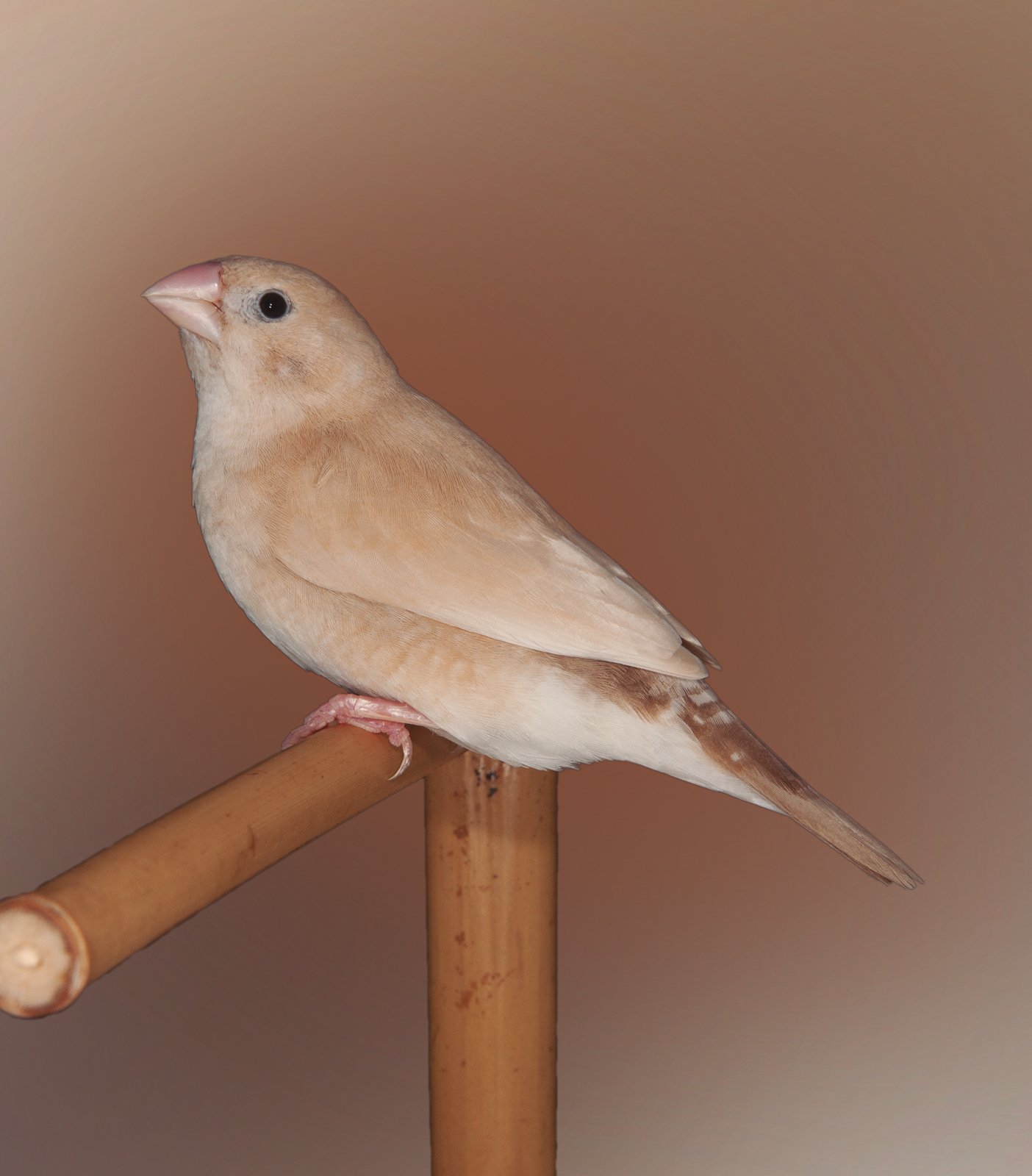 Izquierda: Híbrido dorso claro y topacio de pico de plata x diamante mandarín, dos mutaciones superpuestas, dorso claro (recesiva y ligada al sexo) y topacio (recesiva). Ejemplar con coloración general beige claro, como cabría esperar, en el que se tiende a confundir la mejilla con el resto del color de la cabeza, aunque una línea clara la delimita, flanco muy uniforme y cola oscura, negra, típico de los ejemplares topacio de diamante mandarín que no llega a ser marrón por la gran saturación eumelánica de la zona. Bonito ejemplar, también muy galardonado en concursos sociales y medalla de plata en el nacional COE 2019.