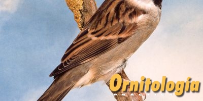Gorrión común hembra - Ornitología Práctica