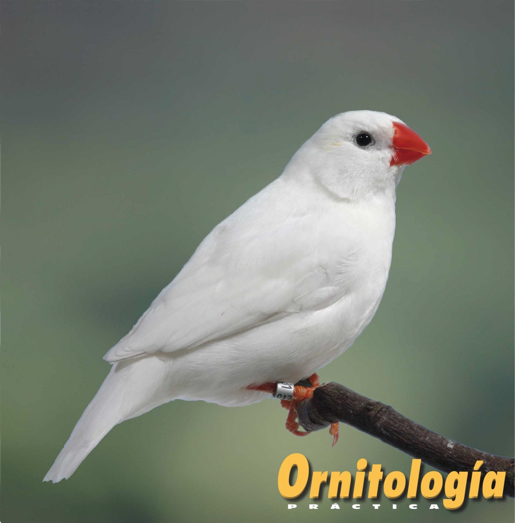 Mutaciones del Diamante Mandarín • Ornitología Práctica