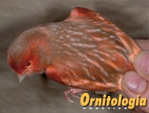 Phaeo Rojo Nevado. - www.ornitologiapractica.com