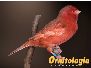 Macho Phaeo Rojo Intenso. - www.ornitologiapractica.com