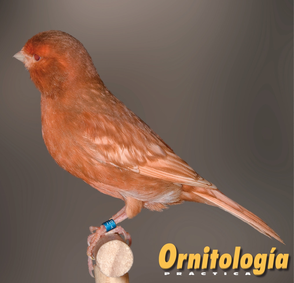 El Canario Phaeo • Ornitología Práctica