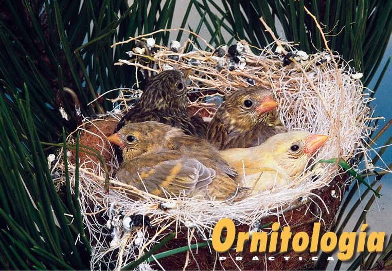 Una bella nidada de Lúganos. Delante, bruno diluido, a la izquierda, y bruno doble dilución, a la derecha. Detrás, color ancestral, a la izquierda, y bruno, a la derecha