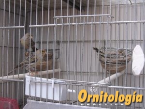 Canarios en periodo de cría - www.ornitologiapractica.com
