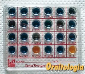 Antibiograma canarios - Ornitología Práctica