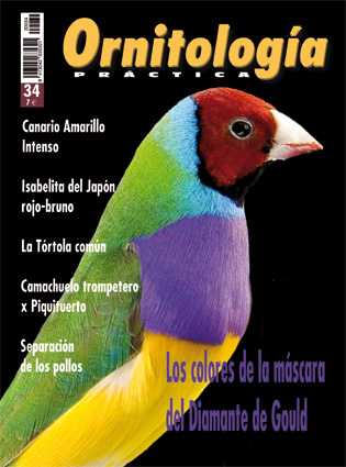 Revista Plumas - Negro Cobalto Rojo Marfil Mosaico Macho