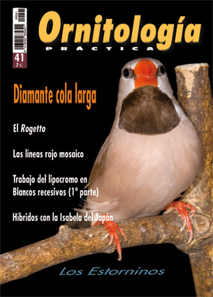 Revista Plumas - Agata Cobalto Rojo Mosaico Macho