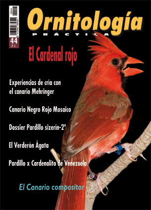 Revista Plumas - Agata Cobalto Rojo Mosaico Macho